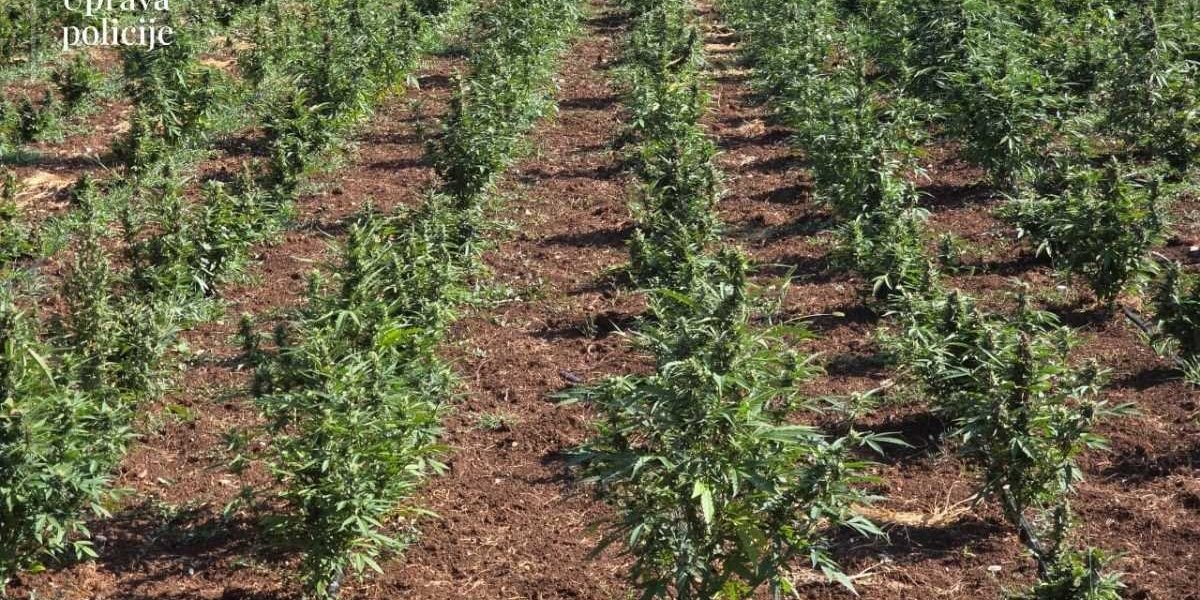 Plantaža marihuane