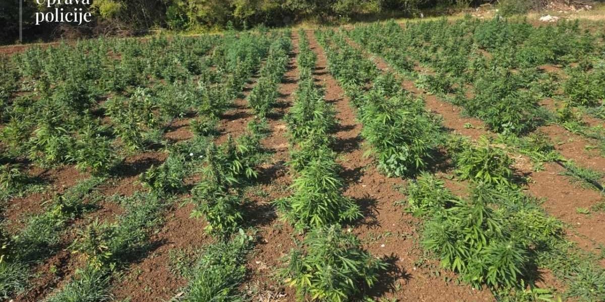 Plantaža marihuane u Crnoj Gori