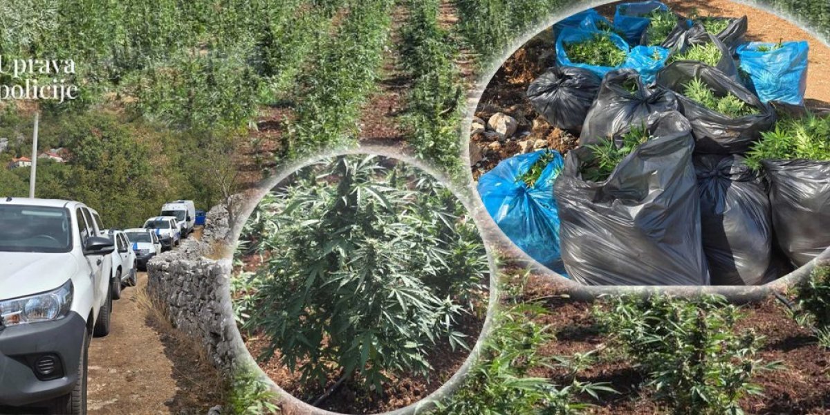 Udar na narko-tržište! Otkrivena najveća plantaža marihuane u Crnoj Gori (FOTO/VIDEO)