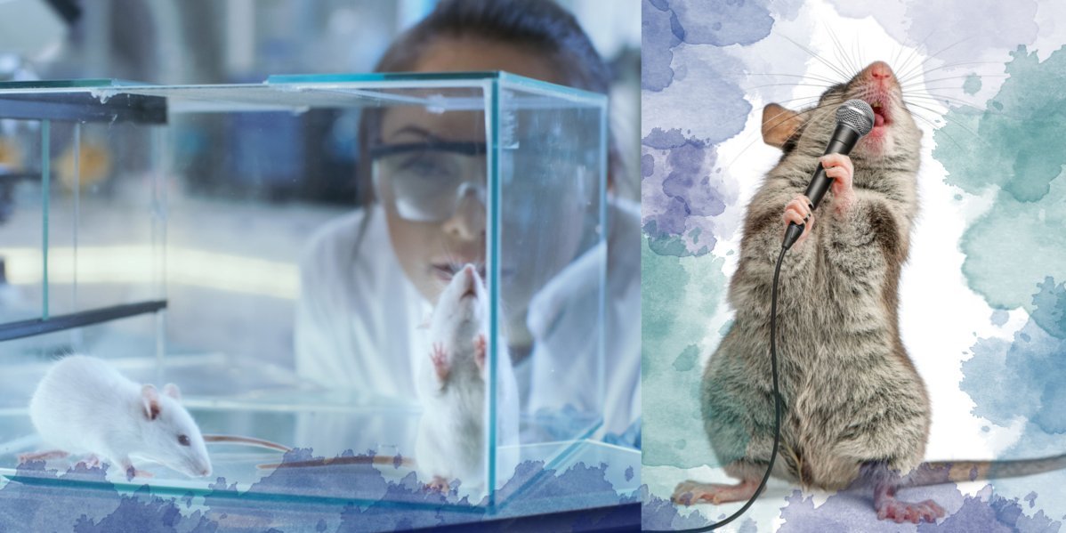 Miševi pevaju kao operski pevači: Kako to da ih nikada do sada nismo čuli?