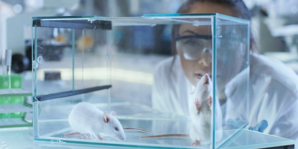 Naučnici stvorili miševe sa ljudskim moždanim ćelijama: Cilj su novi lekovi za neurološke poremećaje