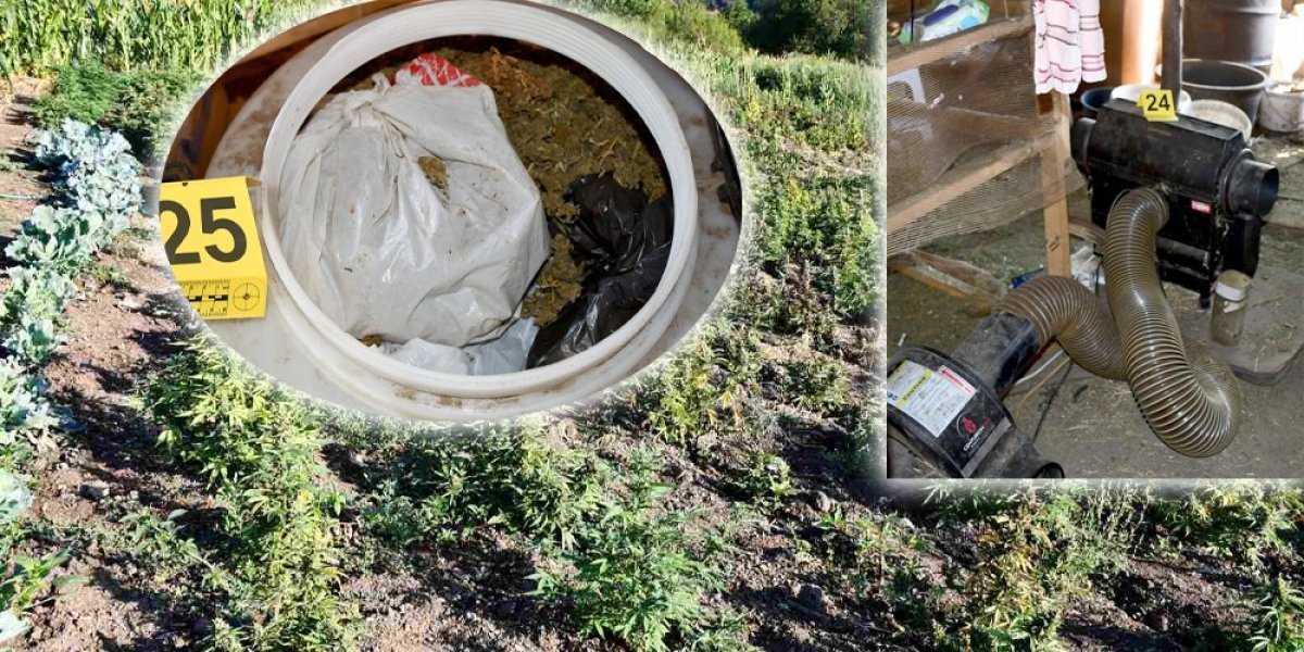 Otkrivena laboratorija sa pola tone marihuane kod Vranja: Uhapšen muškarac (FOTO)