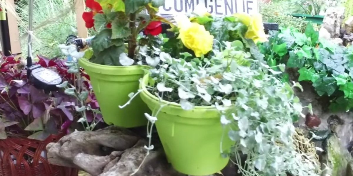 Ovako izgleda najlepše dvorište: Kako je Ana napravila bajku