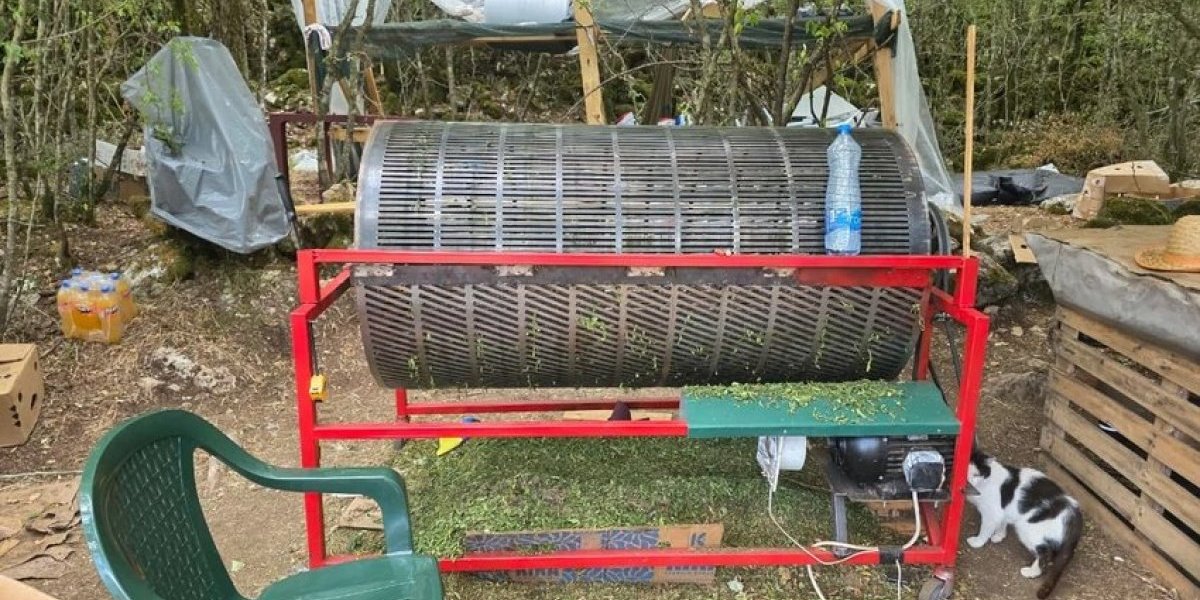 Plantaža marihuane u Crnoj Gori