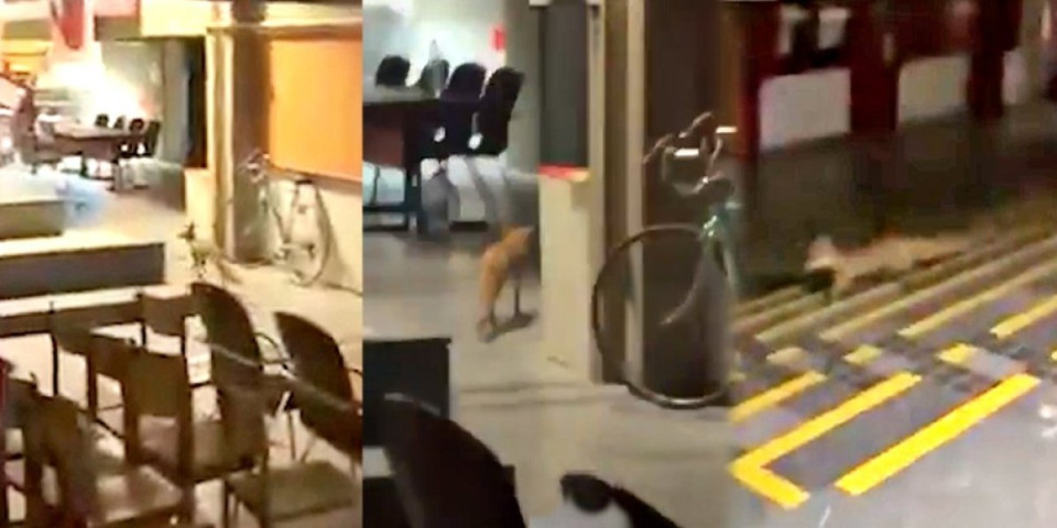 Zapatili divlje životinje na fakultetu! Ruglo na Filozofskom u Novom Sadu, lisice zaposele zgradu (VIDEO)