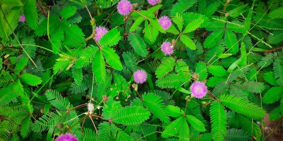 Biljka koja oseća vaše emocije - Šokiraćete se kada vidite kako reaguje na tugu i stres (FOTO)