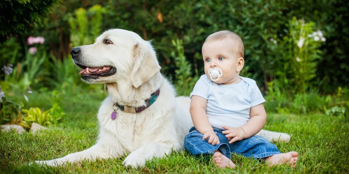 Zlatni retriver postao dadilja: Danonoćno čuva bebu - snimak rastopio srca miliona (VIDEO)