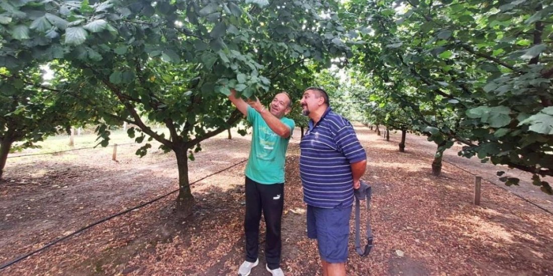 Punih 12 godina Duško je čekao na vrhunski prinos! Posle mukotrpnog početka, sada od ovog voća puni džepove (FOTO)