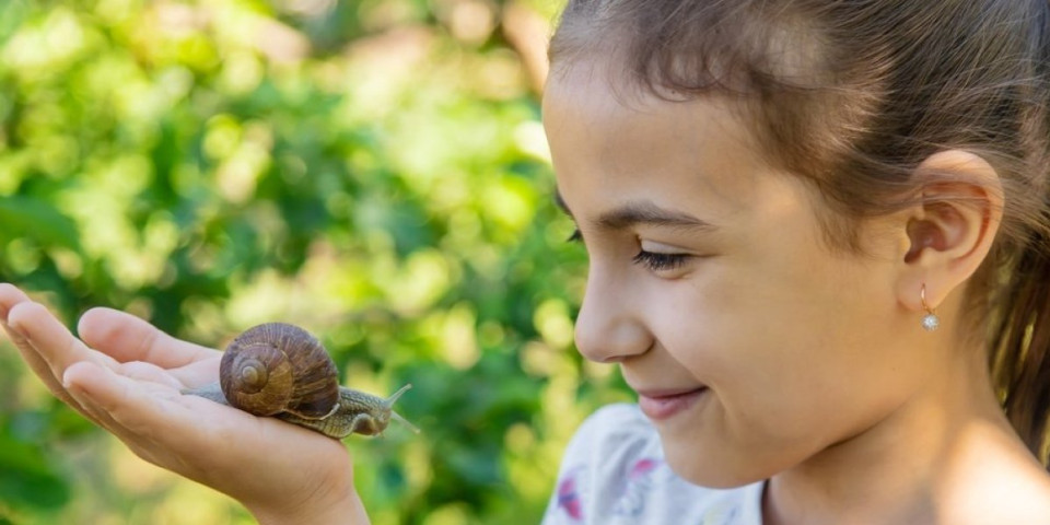 Opšti haos u državi - Svi traže partnera za retkog puža Neda