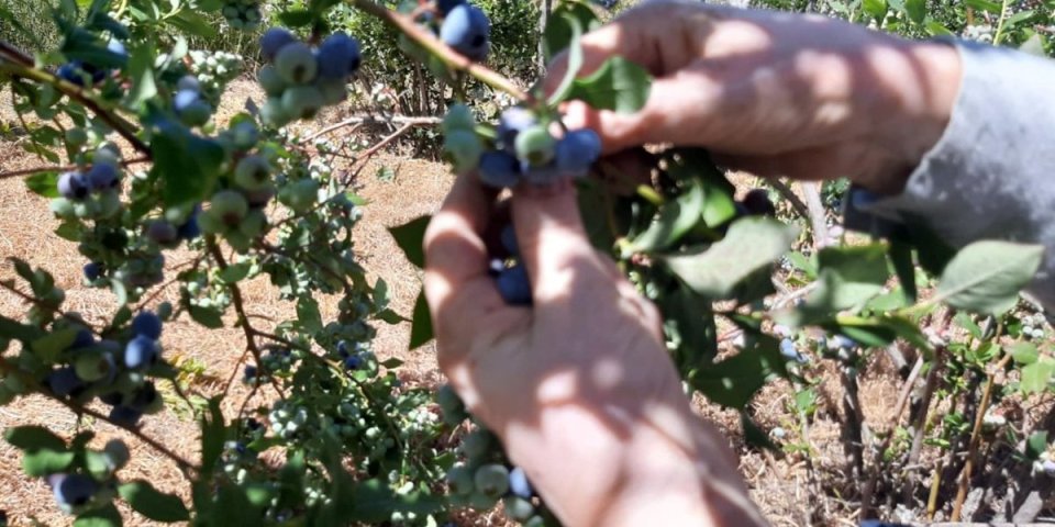 Kad joj kaže: "Plavušo moja, kako si ti meni lepa" , ona mora da rodi