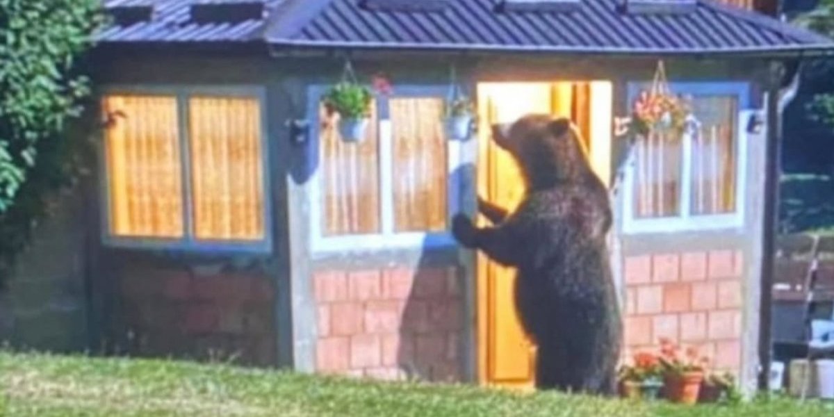 Na ovo je nasela cela Srbija: Gde to medved kuca na vrata?
