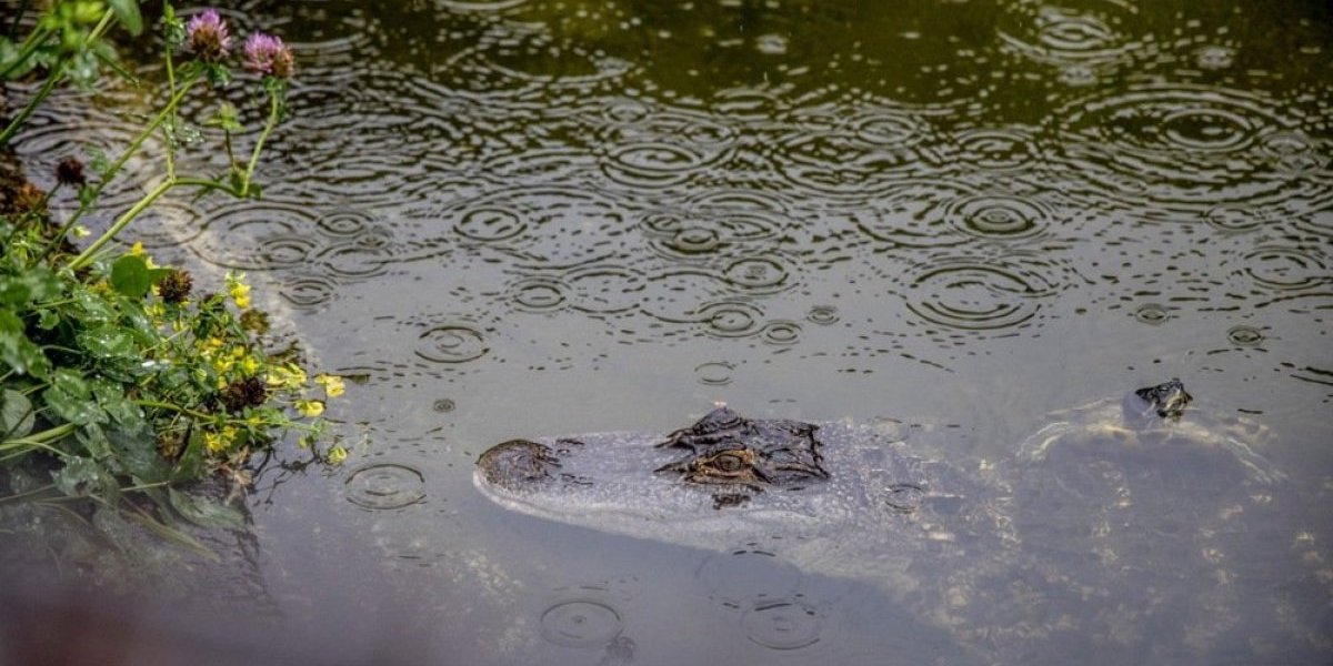Užas u Indiji! Krokodil pojeo farmera (VIDEO)