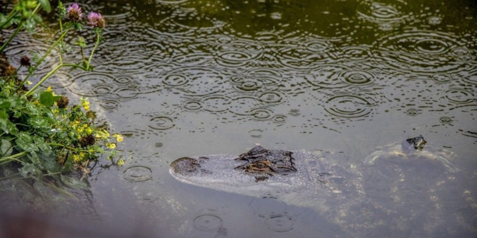 Užas u Indiji! Krokodil pojeo farmera (VIDEO)