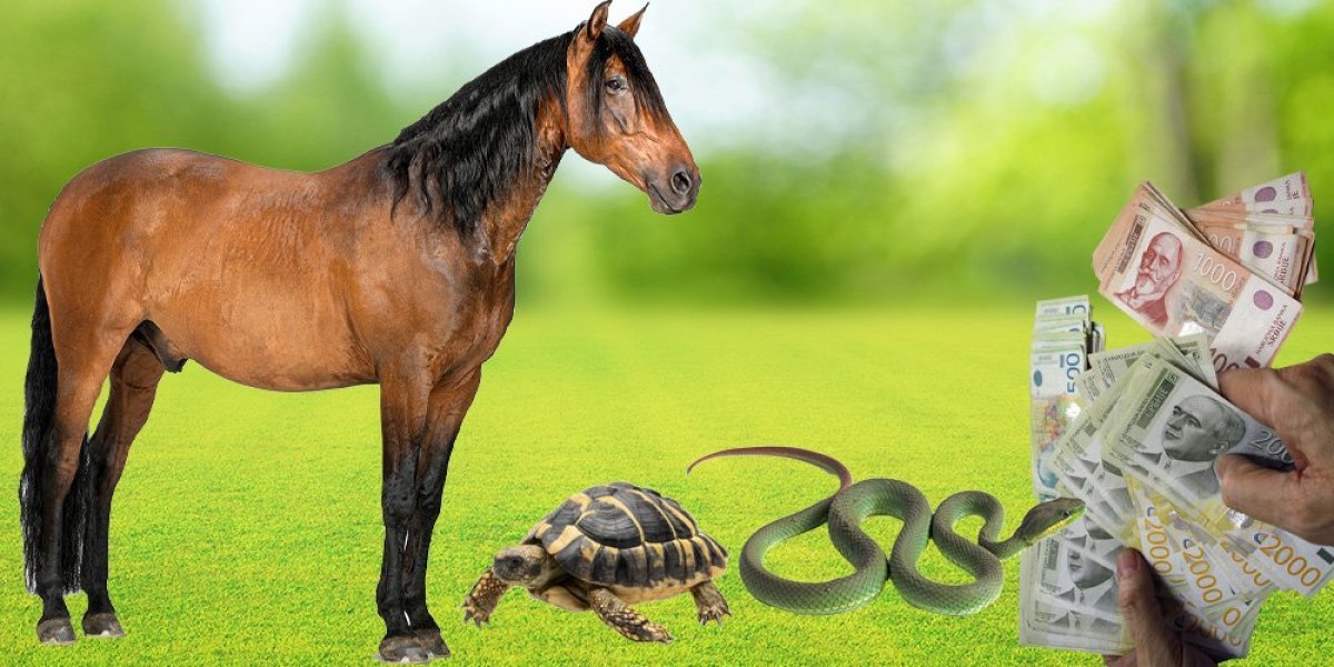 Obaramo rekorde: Srbi šampioni u prodaji zmija, kornjača i konja, evo na čemu smo najviše zaradili