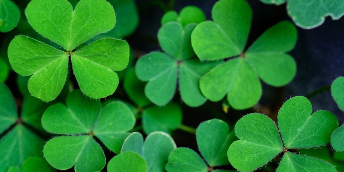 Zarada 200.000 dinara: Mnogi nisu ni čuli za ovaj biznis, a mlate se ozbiljne pare