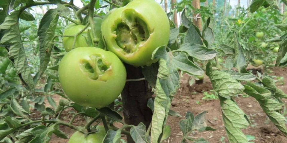 Sve im pojedoše: Nećete verovati ko pustoši povrtnjake u Mačvi