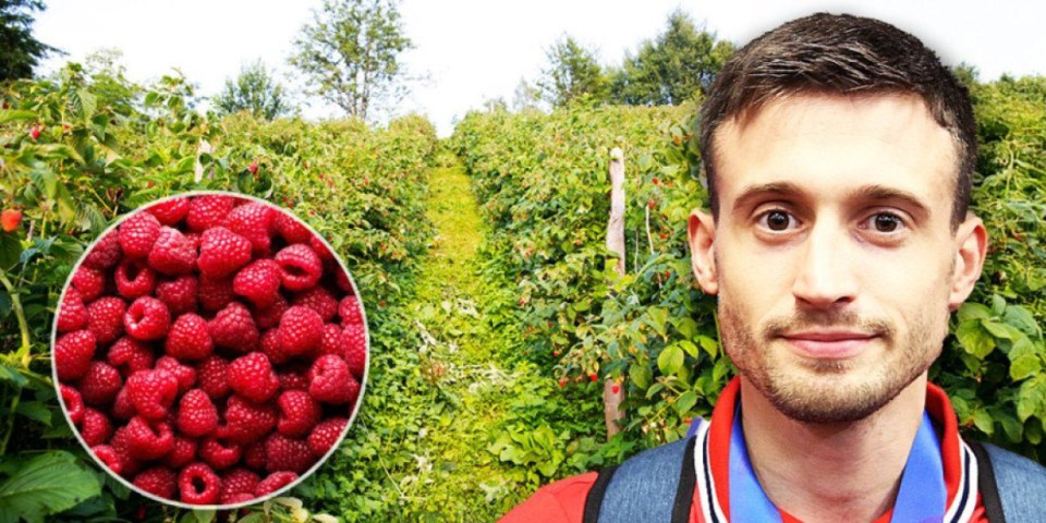 Hit priča! Avramović bere maline na 40+ stepeni kod Arilja: Nikad me nije bilo sramota