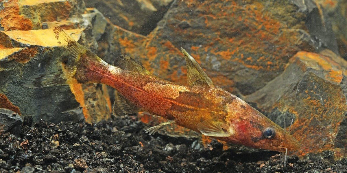 Snimljena zanimljiva stvorenja koja se penju uz vodopad, ima ih na hiljade - Ovo je razlog (FOTO)