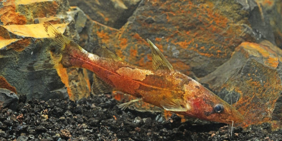 Snimljena zanimljiva stvorenja koja se penju uz vodopad, ima ih na hiljade - Ovo je razlog (FOTO)