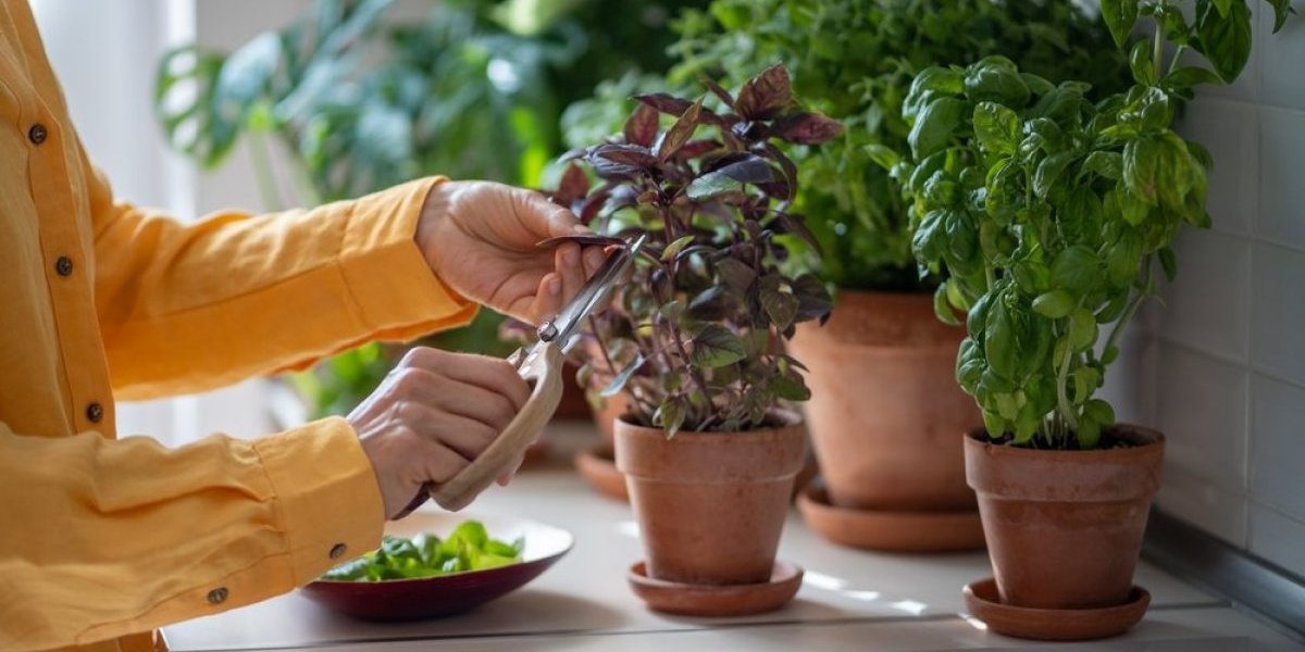 3 biljke koje morate imati u kući: Teraju negativnu energiju, pročišćavaju vazduh i privlače novac