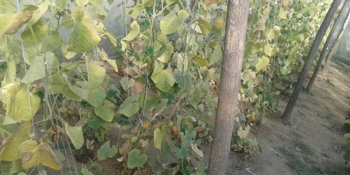 Ovo voće rađa u Dragačevu k'o u Africi: Sve što rodi, sve se proda