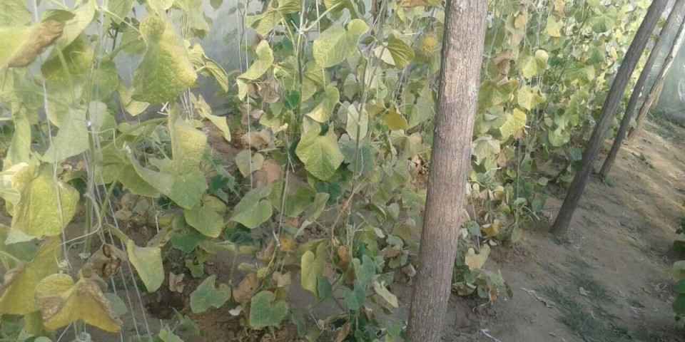 Ovo voće rađa u Dragačevu k'o u Africi: Sve što rodi, sve se proda