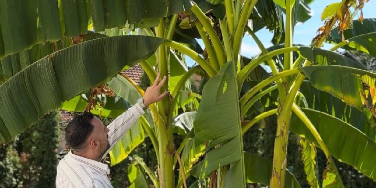 Čudo u Svrljigu: Nema šljive, al' rodila banana
