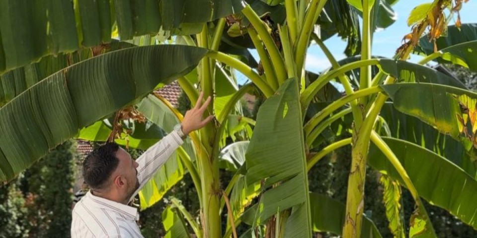 Čudo u Svrljigu: Nema šljive, al' rodila banana