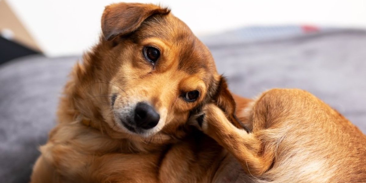 Znak ranog upozorenja na ozbiljnu bolest: Evo šta znači ako vaš pas stalno češka uvo