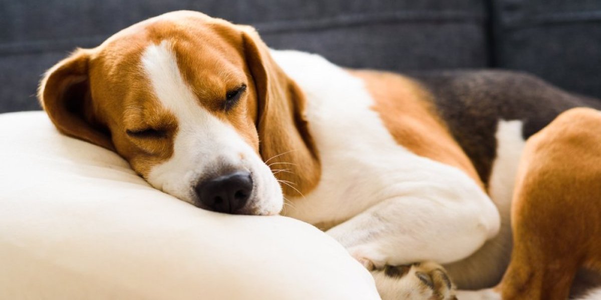 Da li je vaš pas umoran? Veterinar otkriva simptome nedostatka sna kod ljubimca