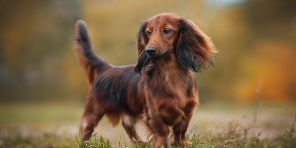 Nisu za svakoga: Veterinar otkrio kojih 5 rasa pasa nikad ne bi imao za ljubimce (VIDEO)