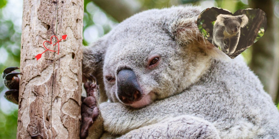Koala Kiki nije uspeo da pronađe partnerku, pa uradio stvar tipičnu za muškarce