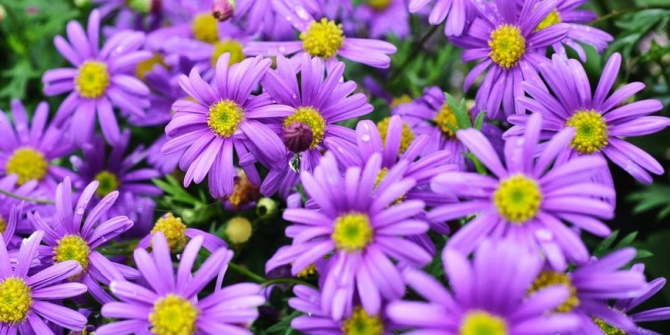 Višegodišnje biljke koje se sade u septembru: Raskošnim cvetovima ulepšavaće bašte (FOTO)