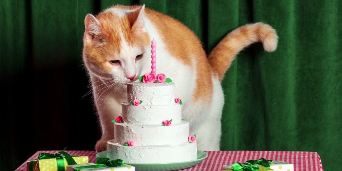 Mačka proslavila 30. rođendan: Priča o Mili obišla planetu - starija od nameštaja u stanu