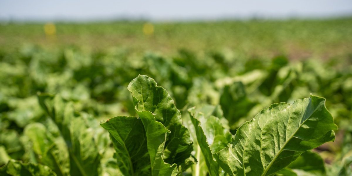 Sunoko ove godine planira proizvodnju 170.000 tona šećera: Kampanja prerade šećerne repe počela u šećeranama u Vrbasu i Pećincima