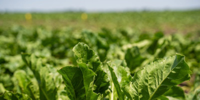 Kompanija Sunoko, članica MK Group, započela je ovogodišnju kampanju prerade šećerne repe u prerađivačkim centrima u Vrbasu i Pećincima, a paljenju peći u šećeranama tradicionalno su prisustvovali zaposleni.