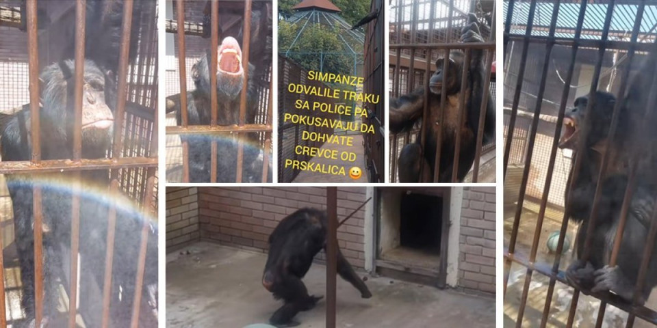 Majmunisanje: Kako vam izgleda ova scena sa Kalemegdana? (VIDEO)