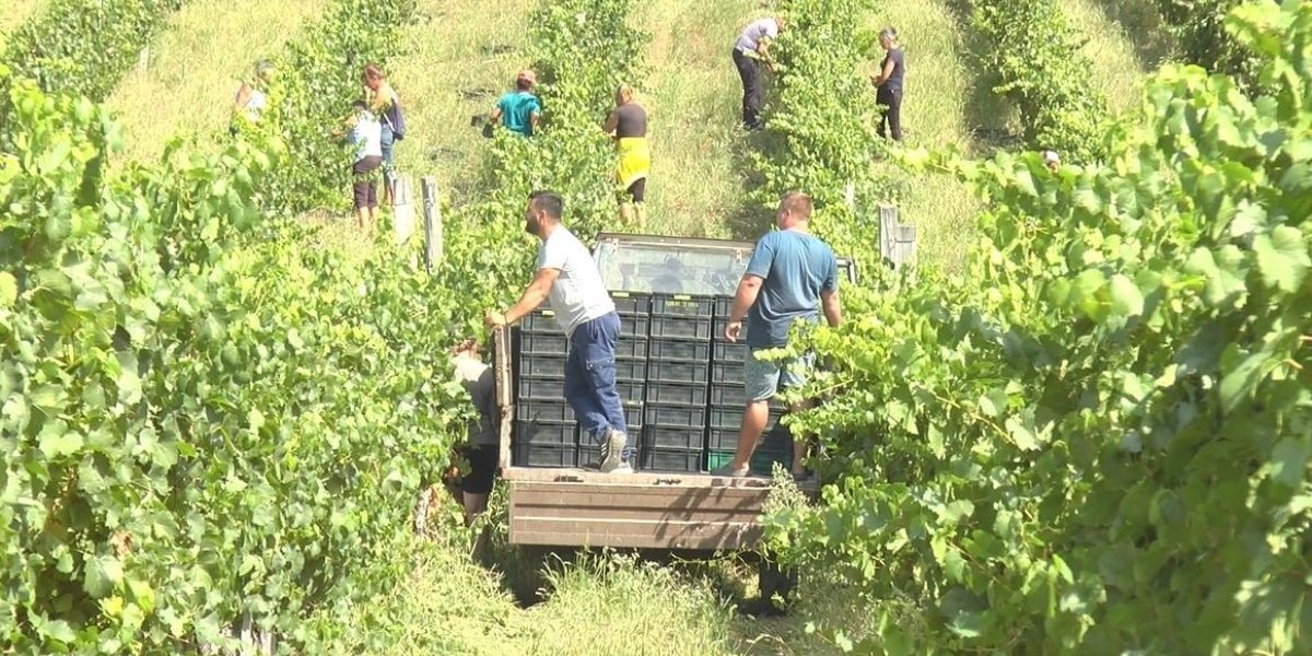 Puni vinogradi kralja Petra I: A dnevnica kraljevska