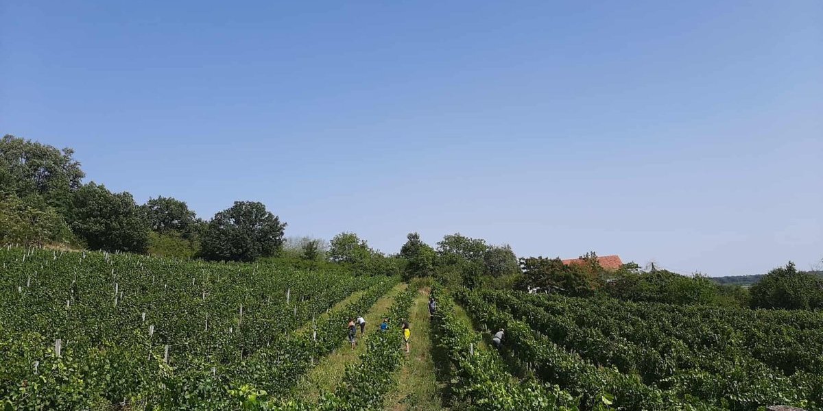 Kraljevi vinogradi prostiru se na 13 hektara