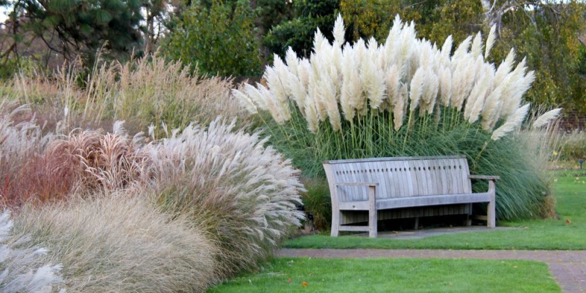 Najlepša jesenja biljka: Pampas dvorište pretvara u raskošan vrt, a lako se neguje (FOTO)