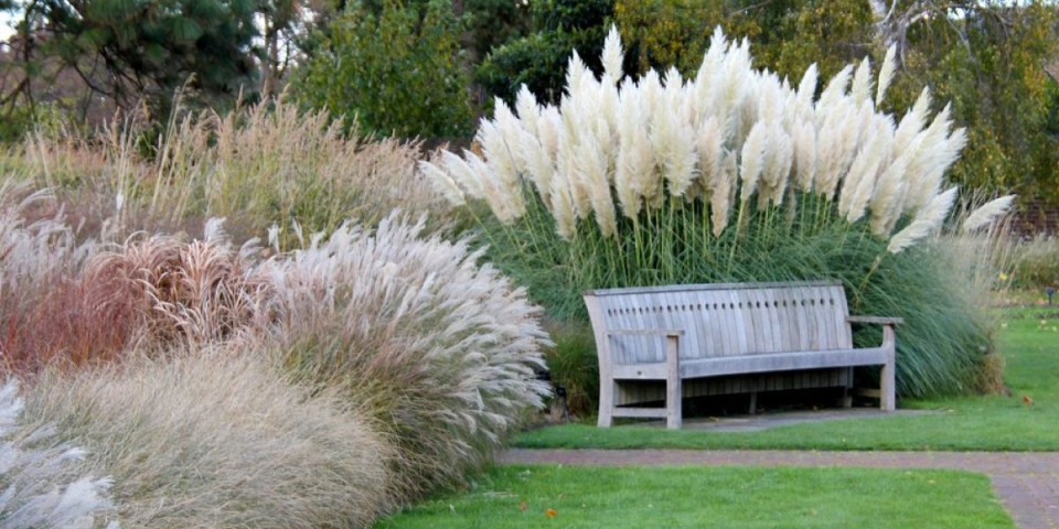 Najlepša jesenja biljka: Pampas dvorište pretvara u raskošan vrt, a lako se neguje (FOTO)
