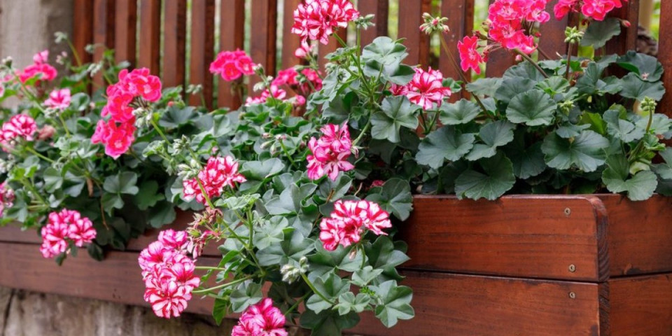 Muškatle će cvetati do kasne jeseni: Sve što treba da uradite je da dodate 1 sastojak u saksiju