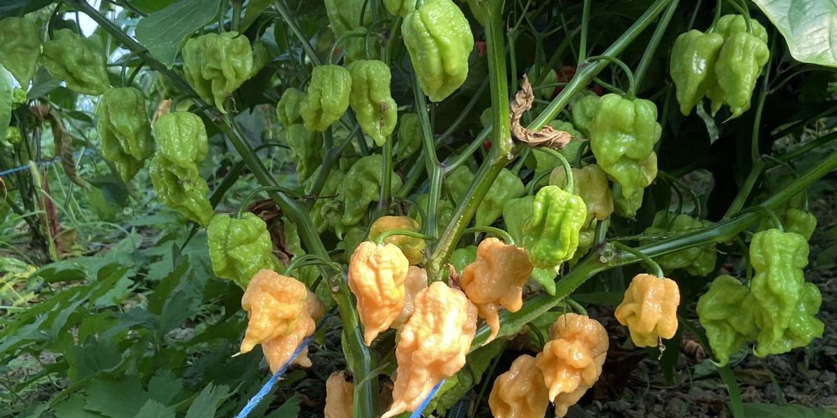 Aja čarapita je najskuplja paprika na svetu, ali sušena i mlevena...