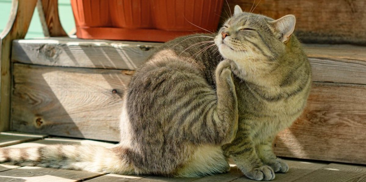 5 načina na koje mačke dobijaju buve: Iako žive u zatvorenom opasnost vreba - potražite 1 znak na njenom krznu