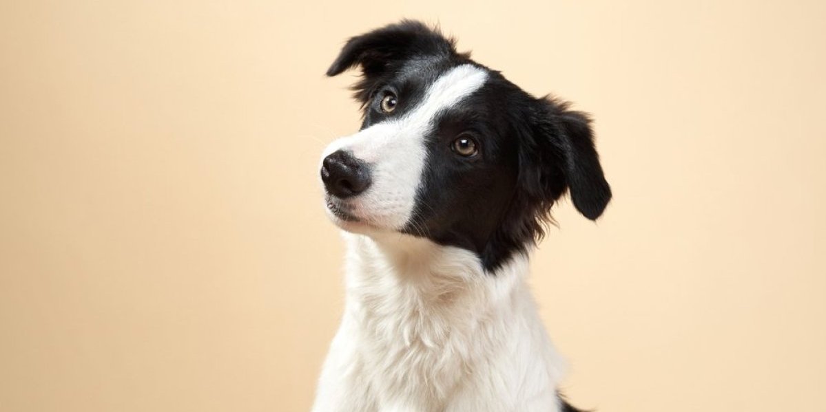 Pas heroj iz Perua spasao porodicu: Mančis ugrizao dinamit i sprečio tragediju (VIDEO)