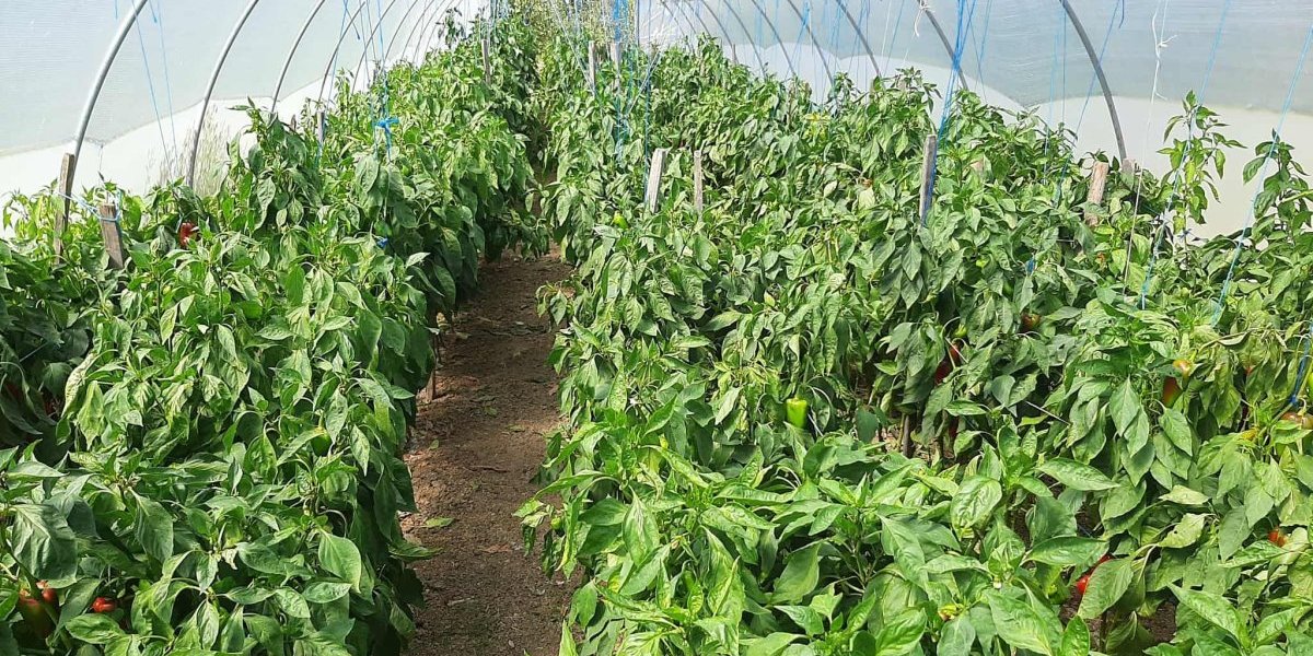 U Šumadiji raste potražnja za ovom robom: Ne pitaju za cenu