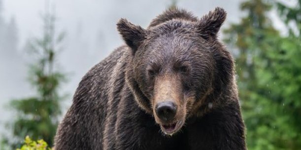 Pa, ovo samo ženi može da padne na pamet: Umesto da beži od medveda, štitila svoje patike(VIDEO)