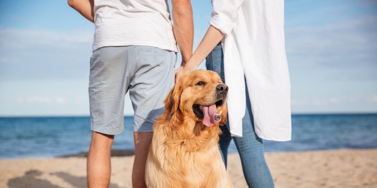 Psi bolji od detektiva: Ljubimci mogu da otkriju da li vas partner vara