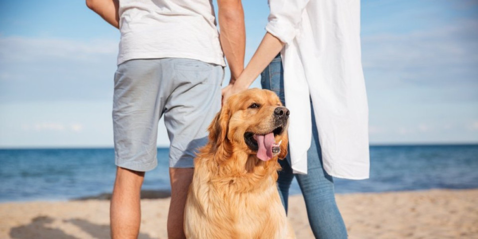 Psi bolji od detektiva: Ljubimci mogu da otkriju da li vas partner vara