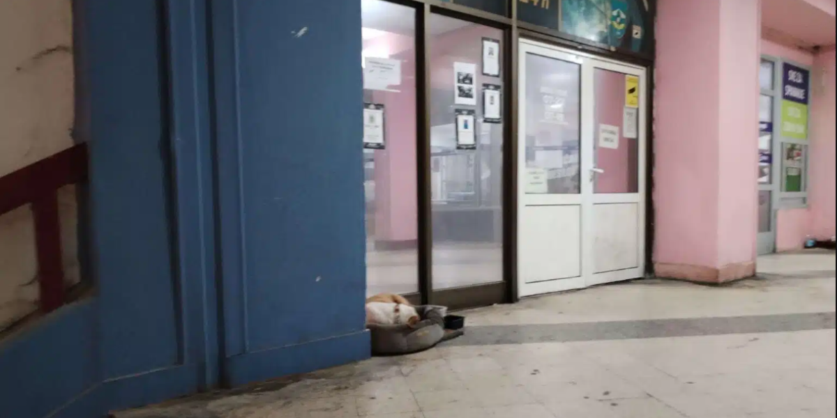 Komšija prokleo komšiju: Kad vidite zbog čega, biće vam i smešno